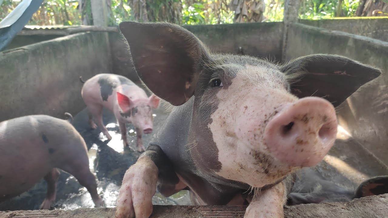 SEGREDO QUE DESCOBRI NA ALIMENTAÇÃO SUÍNA