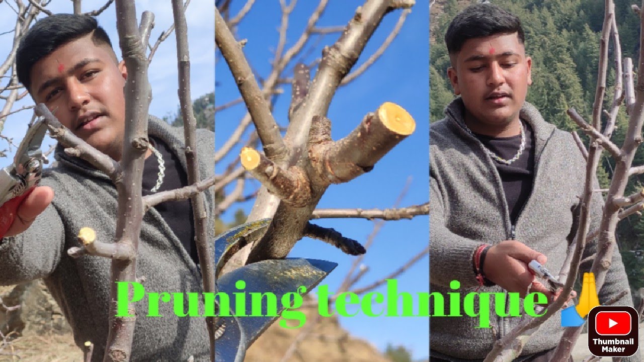pruning technique  🙏 Videos kafi interesting he 🤗🤗