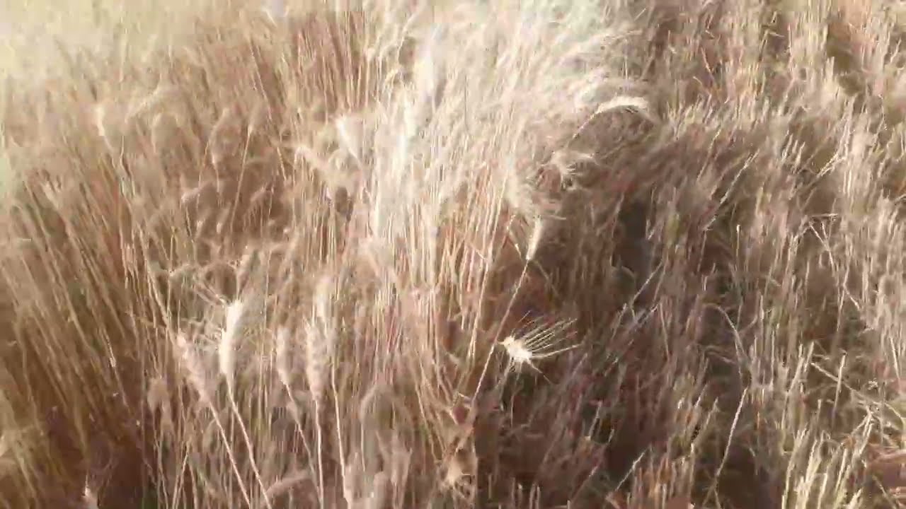 राज 4037 गेंहू 2 से बीघा 28 से 30 क्विंटल उत्पादन #farming #agriculture #kisan #genhu #wheat 