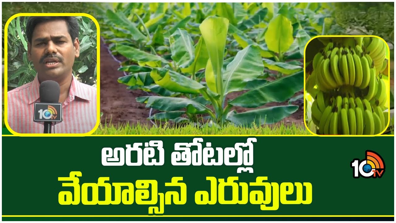 అరటి తోటల్లో వేయాల్సిన ఎరువులు | Fertilizers for Banana Plantation | Matti Manishi | 10TV
