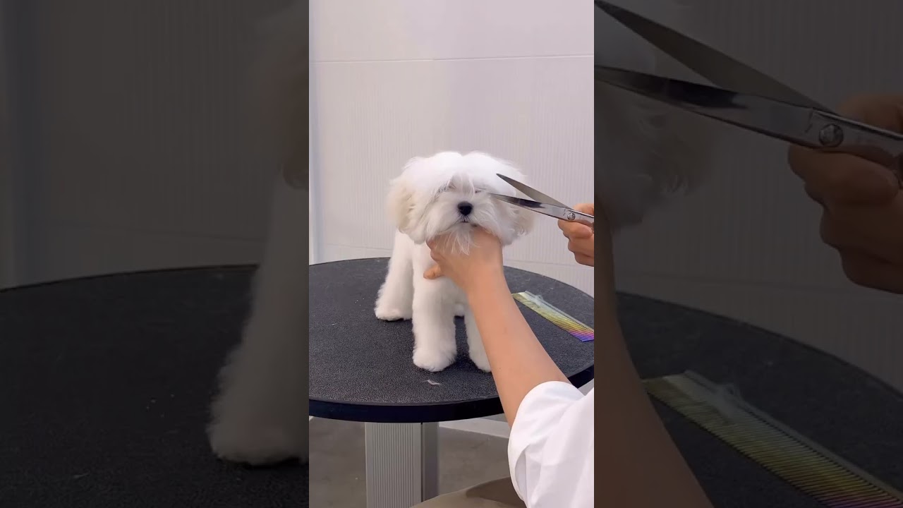 CORTE A TIJERA PARA UN BICHÓN MALTÉS.