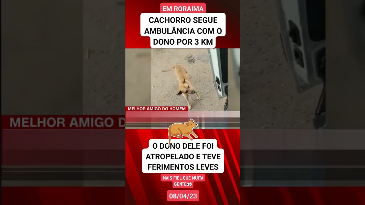 CACHORRO &Eacute; O MELHOR AMIGO do homem #short #pet #amor