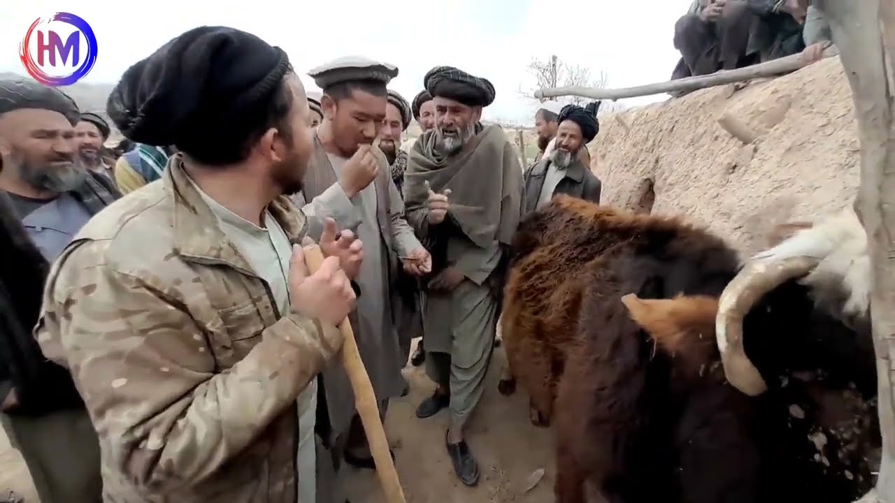 سلامت پهلوان گاو خودش را خرید!