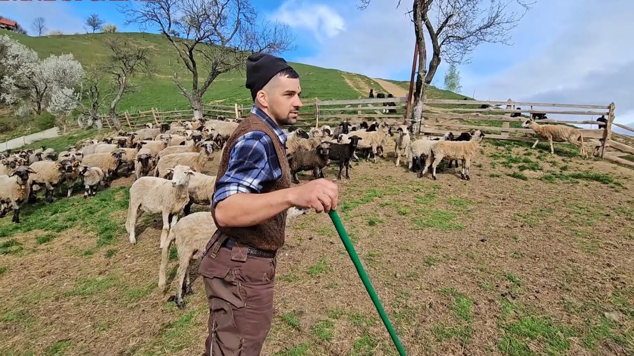 LA STANA LUI BOGDAN TOGOE,IN VARF DE MUNTE.OI TURCANE LA POIANA MARULUI.