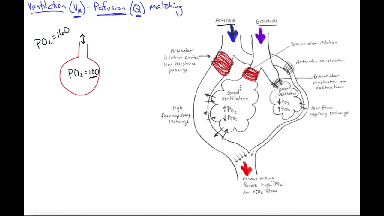Ventilation-perfusion matching