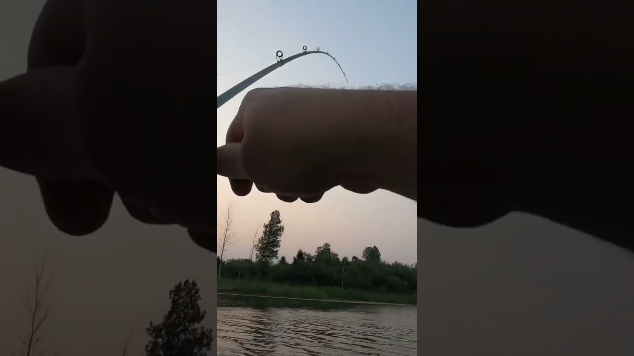 Topwater bite 
