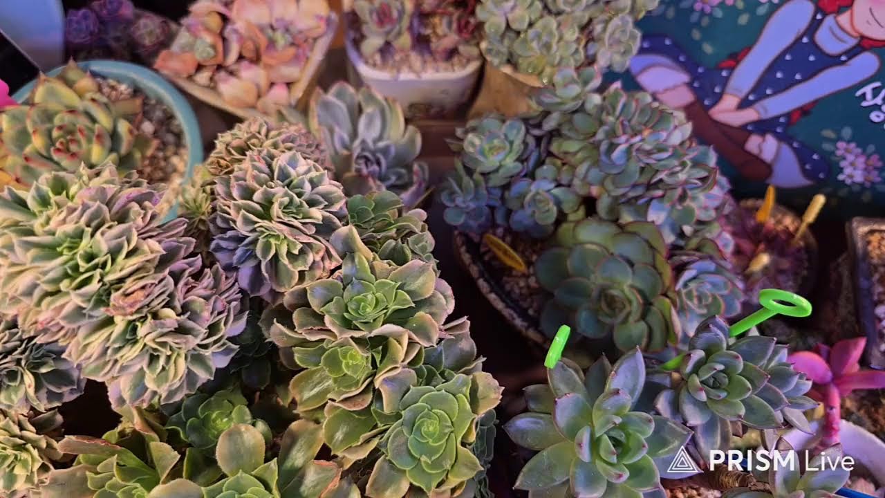 다육이를 사랑하는 맘 라이브 방송