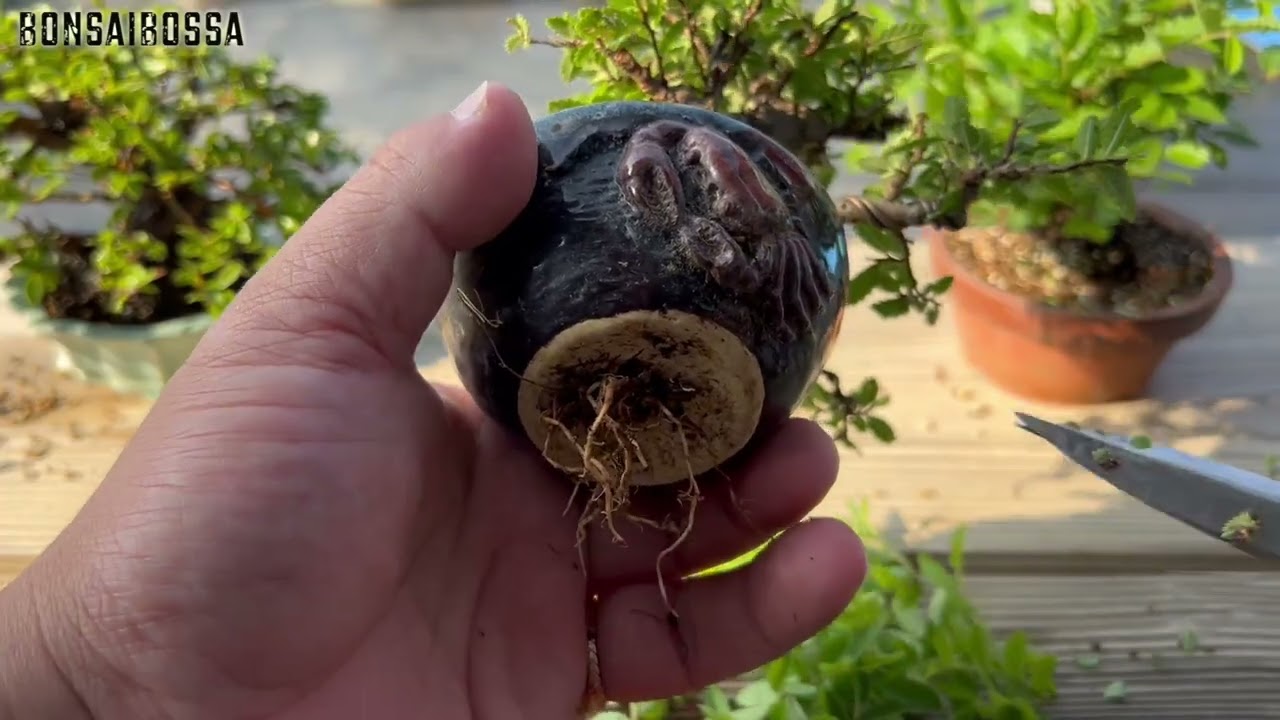 ホムセンニレケヤキの状況 #盆栽 #bonsai