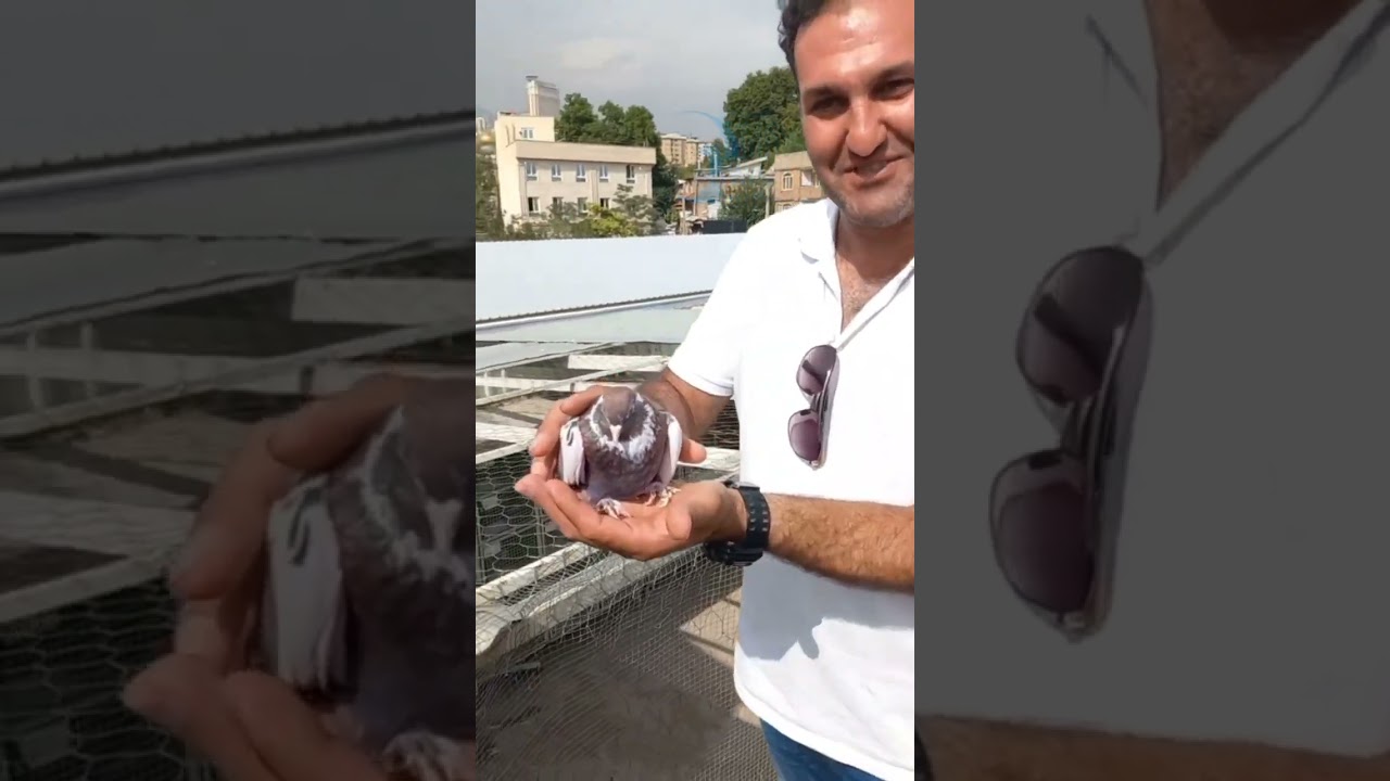 ❤️۳ تیر ۱۴۰۳ بیش از 1400 کبوتر بعد از ظهری آقای حاج محمد فرحزادی از تهران
