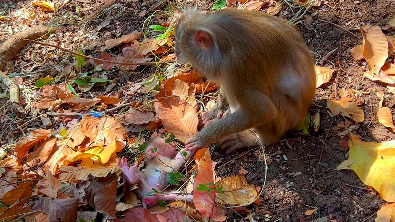 Proud Baby Monkey Lies Calmly While Mama Gives the Best Care — A Heartwarming Wild Family Moment.