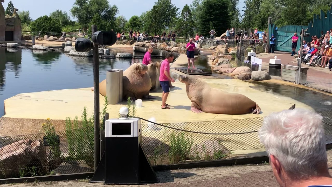 Walrussen presentatie bij Dolfinarium Harderwijk