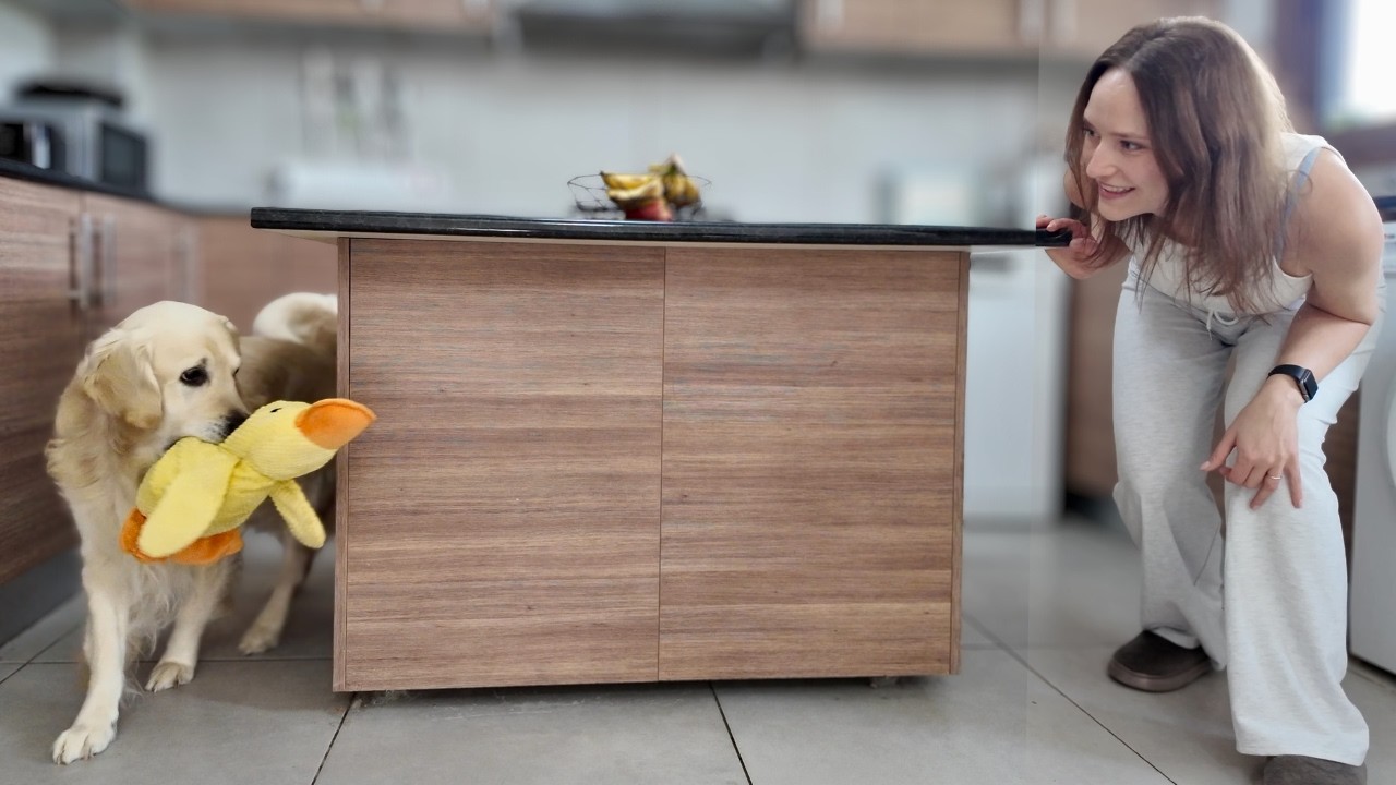 Owner Playing With Golden Retriever &mdash; Funny Lazy Dog Reaction