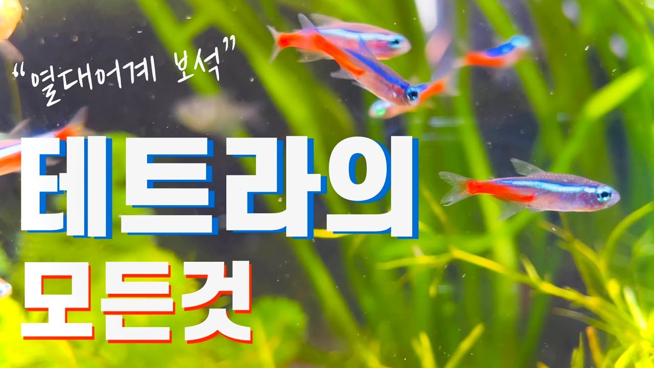 네온테트라 : 초보 추천 물고기 키우기(원스팜)