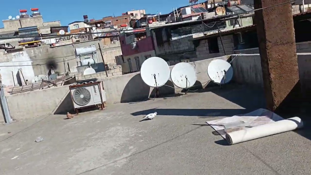 Bugün de güvercinleri yemledik yuva temizledik