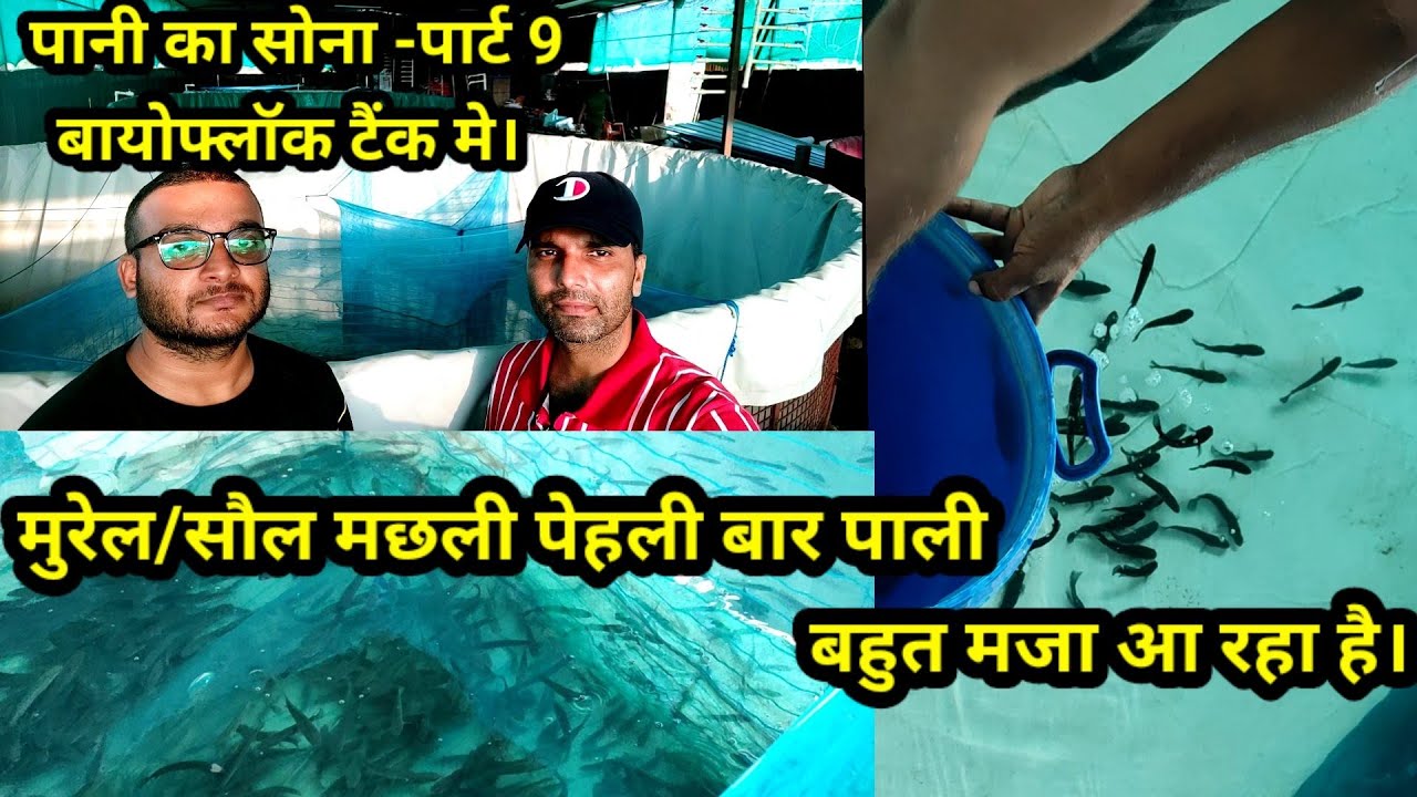 मुरेल/सोल मछली पालन पार्ट-9 #fishfarmingindia #murrelfish #murrelfarming #murrel
