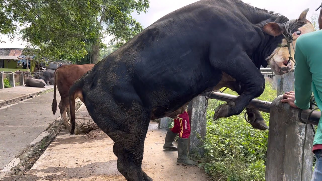 Sapi Ngamuk langka Sampe guling‼️ misteri Jumat Kliwon 🔥🔥🔥