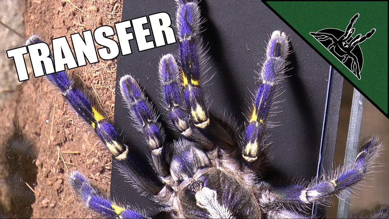 Перенос Poecilotheria metallica — ЛУЧШИЙ дизайн ДРЕВЕСНОГО ОГРАЖДЕНИЯ
