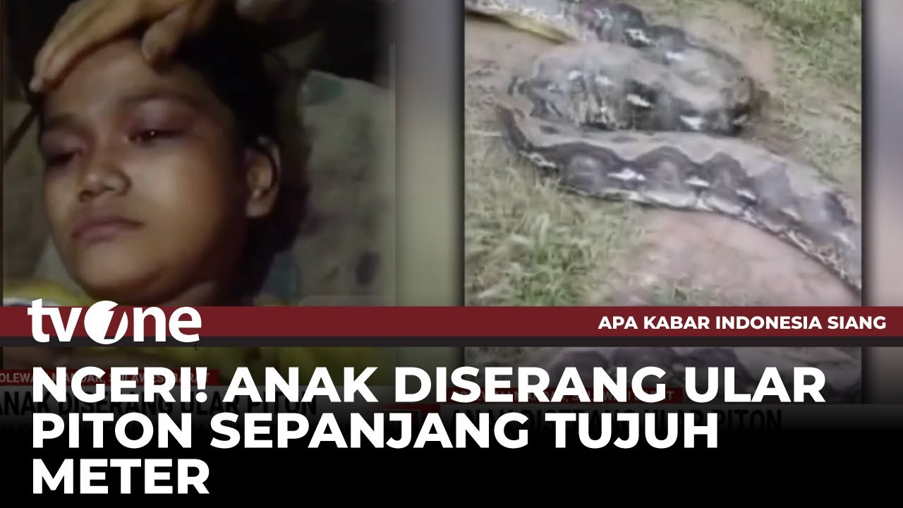 Anak Diserang Ular Piton Sepanjang 7 Meter, Korban Dililit saat Melintas di Kebun | AKIS tvOne