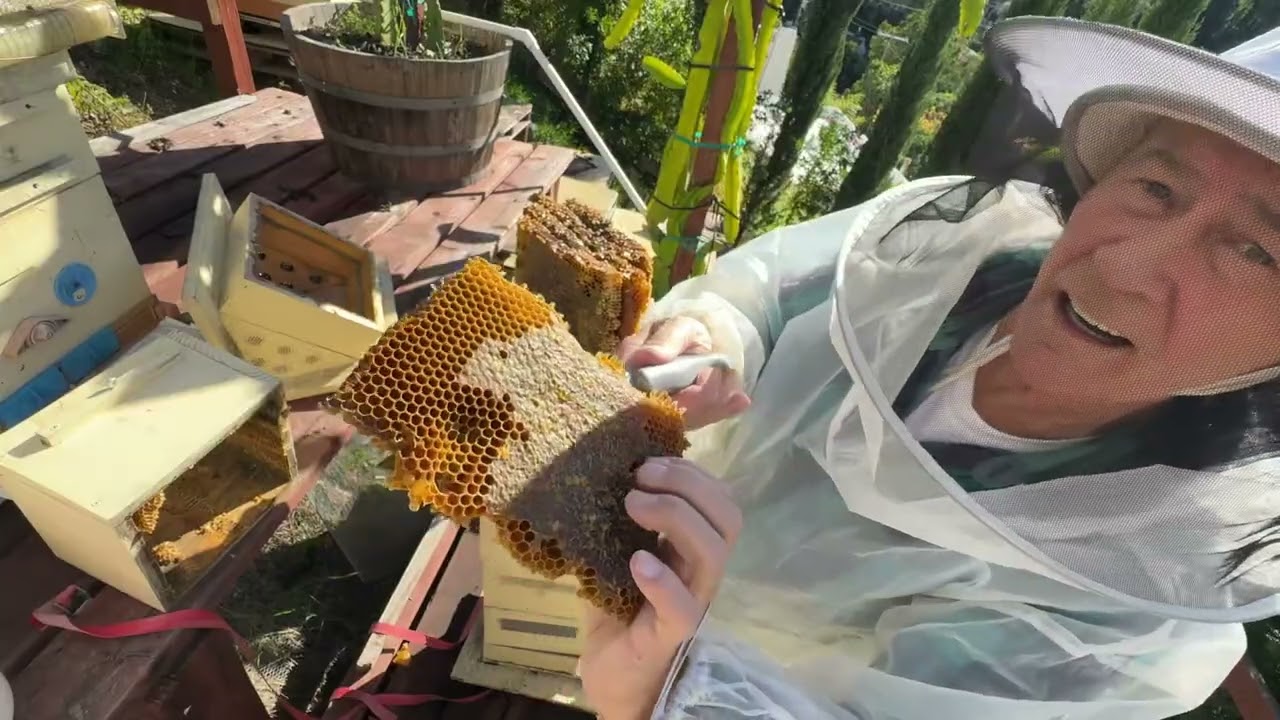 Японский улей, сбор осеннего меда - Japanese hive, harvest fall Haney 