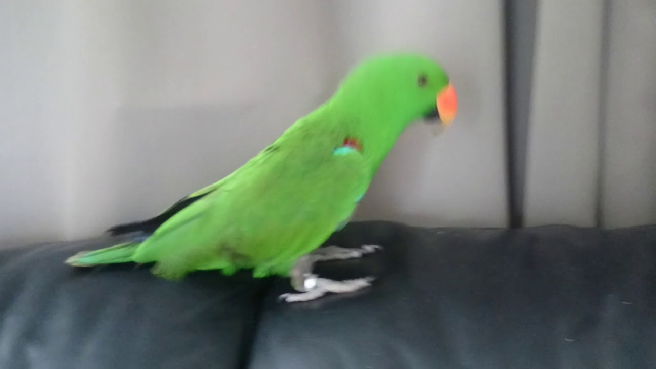 Bouncy Eclectus parrot