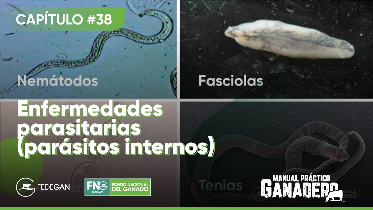 Cap 38 - Par&aacute;sitos Internos (enfermedades parasitarias) #ManualPr&aacute;cticoGanadero