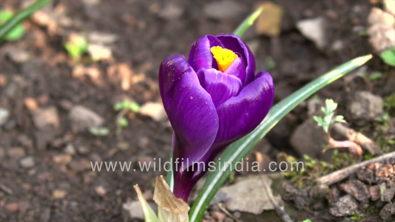 Mammoth Crocus Flower Record shuts for night, at wildfilmsindia botanical gardens in the Himalaya