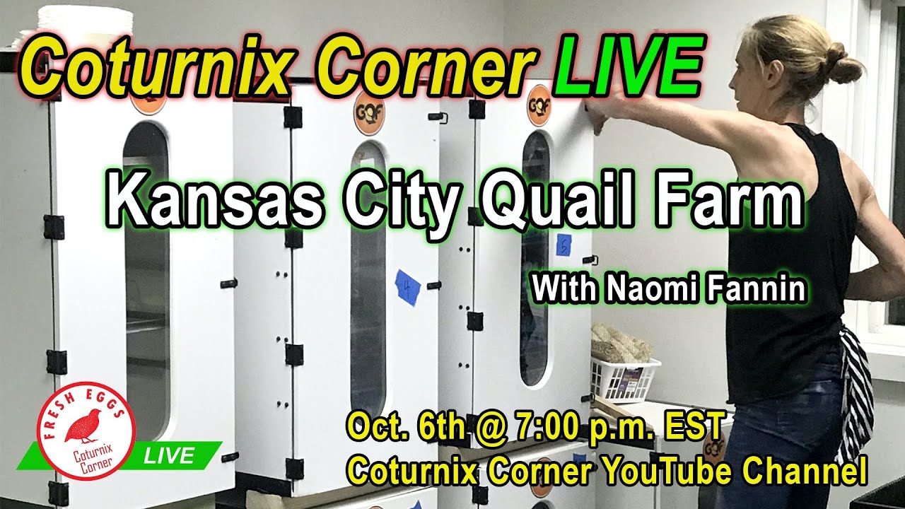 COTURNIX CORNER LIVE - with Kansas City Quail Farm