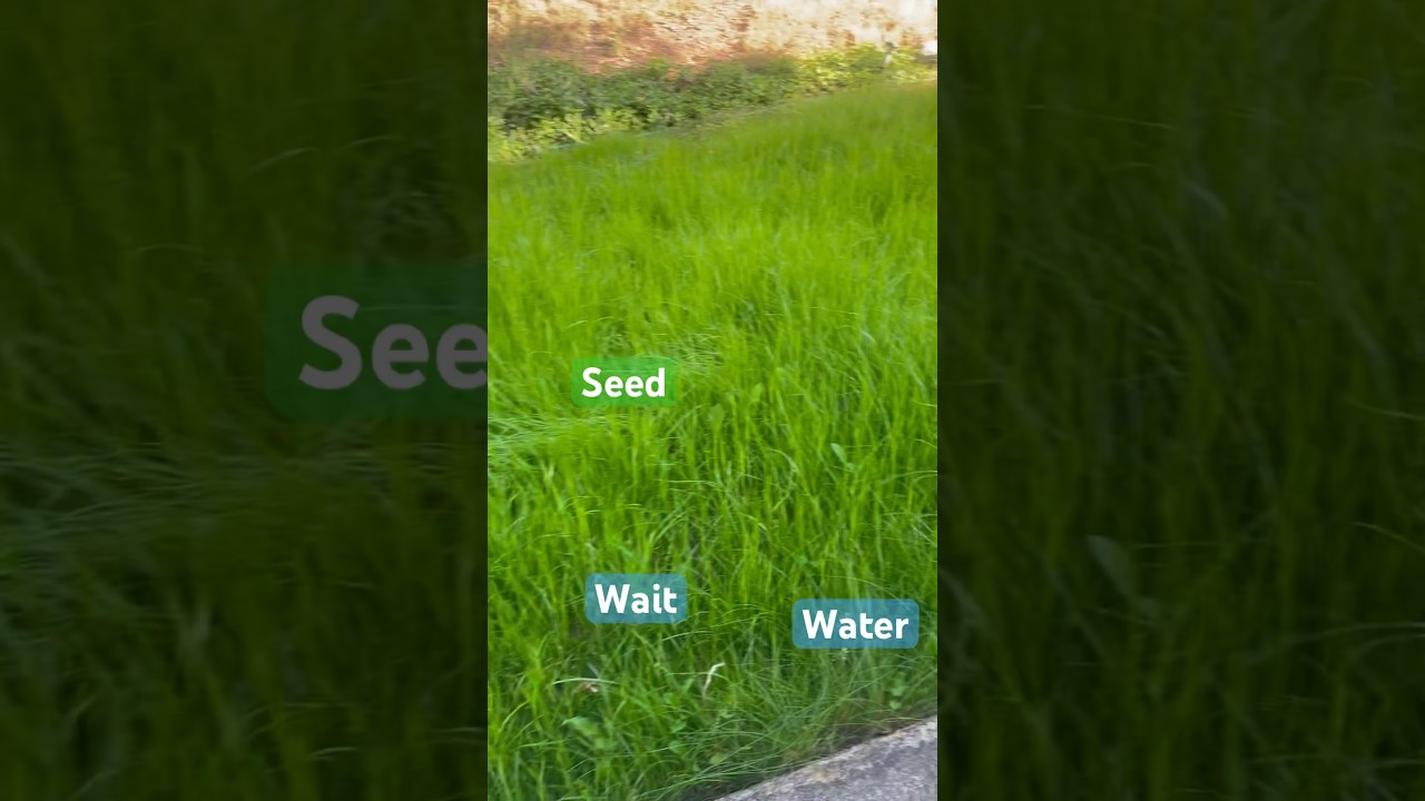 New lawn from seed eight weeks time to mow. #lawncare #lawn #grass #newlaws #garden #gardening