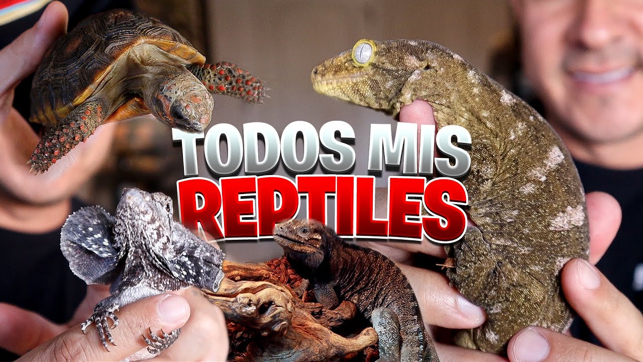Todos Mis Reptiles! Coleccion Completa!