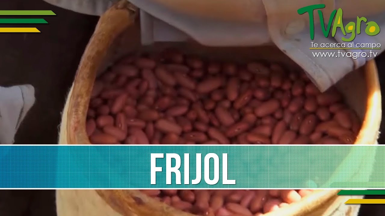 Caracteristicas del Cultivo de Frijol- TvAgro por Juan Gonzalo Angel