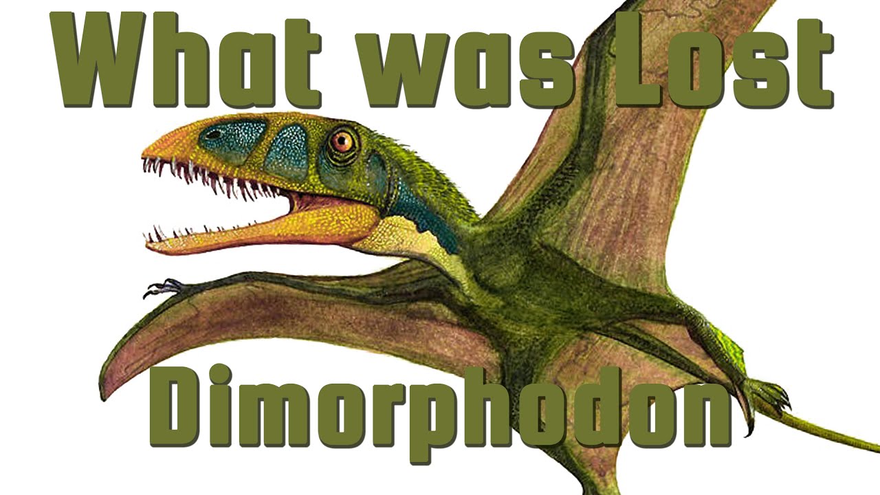 Dimorphodon - The Reluctant Flier Pterosaur - What Was Lost Ep.13
