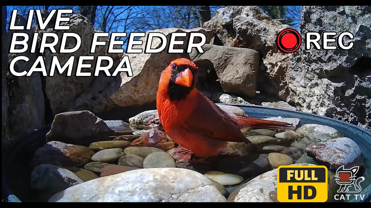 Live Bird Feeder Camera in Oklahoma | Bird Feeder Live Stream #CATTV #Birds