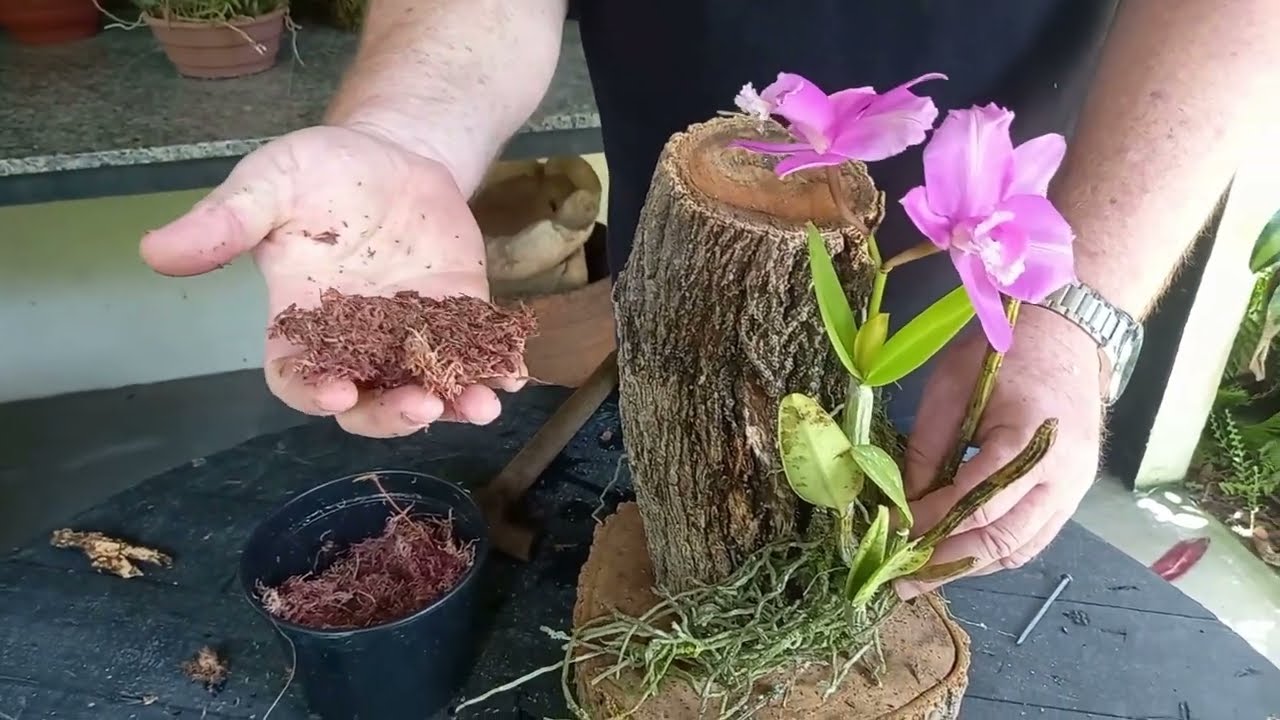 Orquídeas plantadas nas árvores + Replantio da Cattleya harrisoniana!