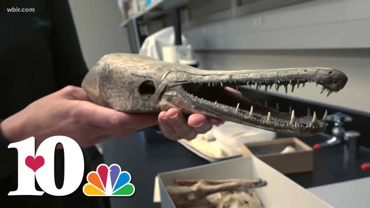 A look inside UT Knoxville's animal bone collection