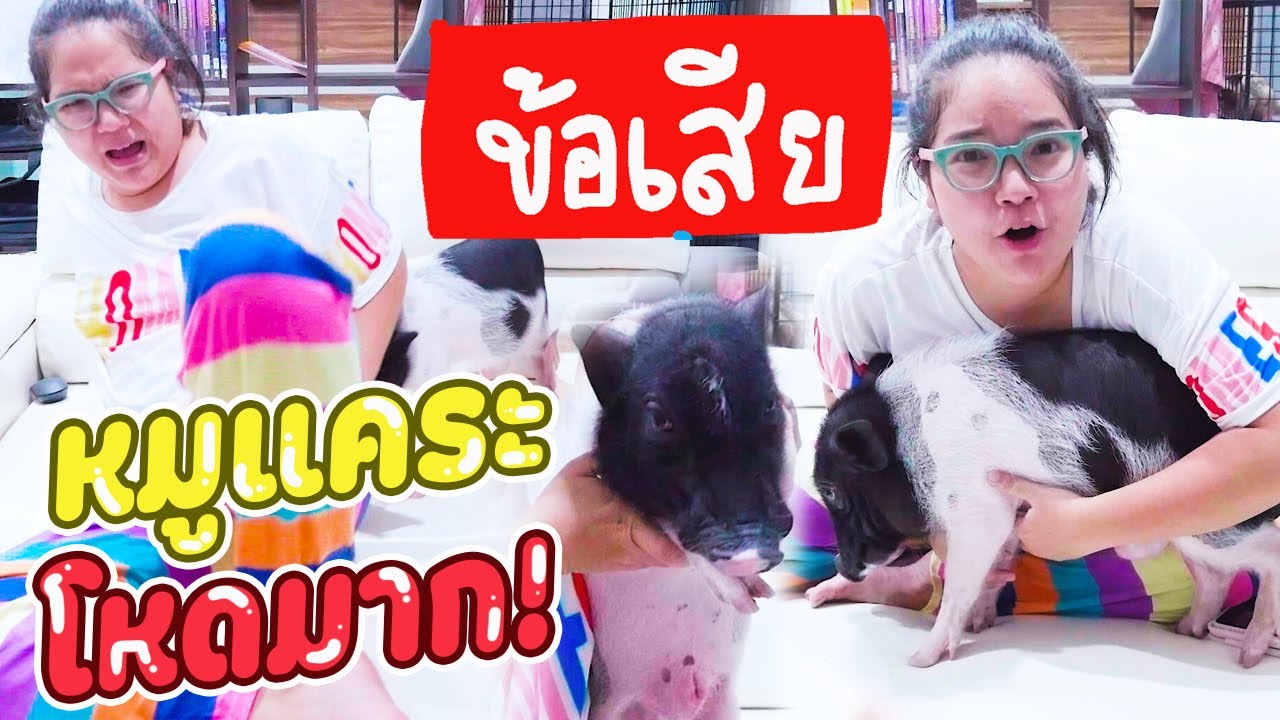 ห้ามเลี้ยงถ้ายังไม่ดูคลิปนี้!!! 5 ข้อเสียหมูแคระที่คุณไม่เคยรู้