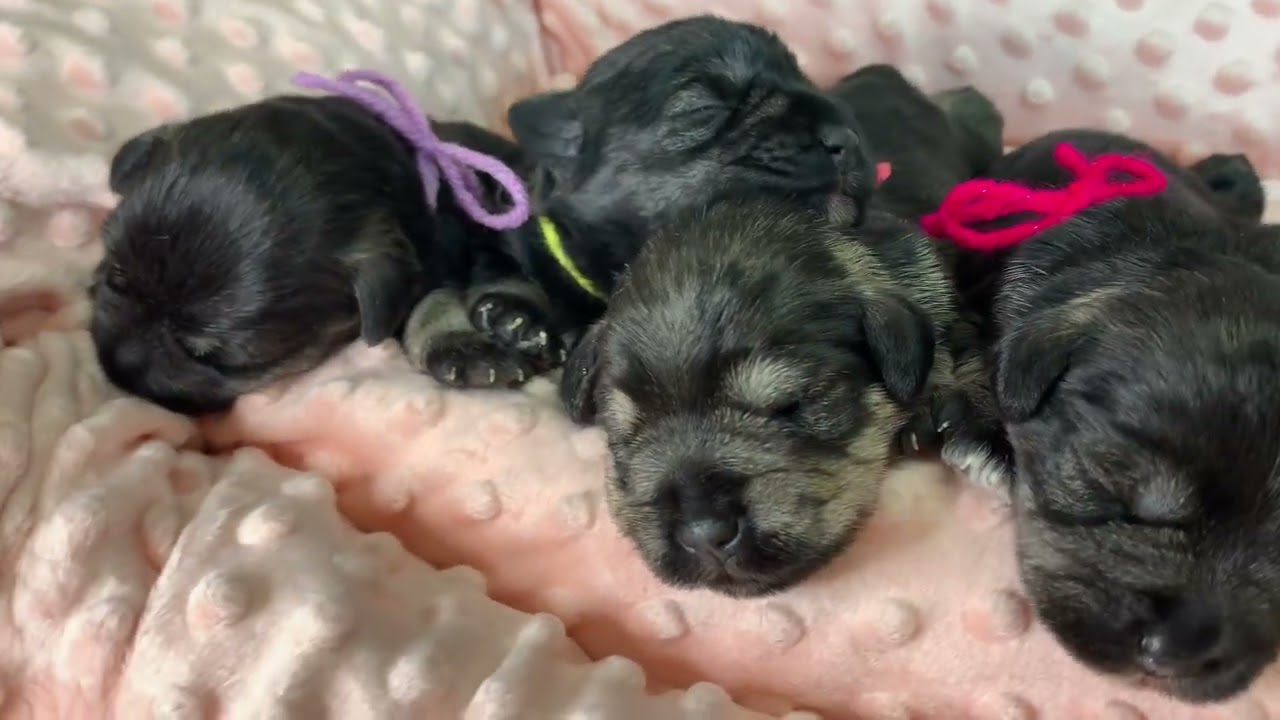 Newborn Schnauzer Puppies