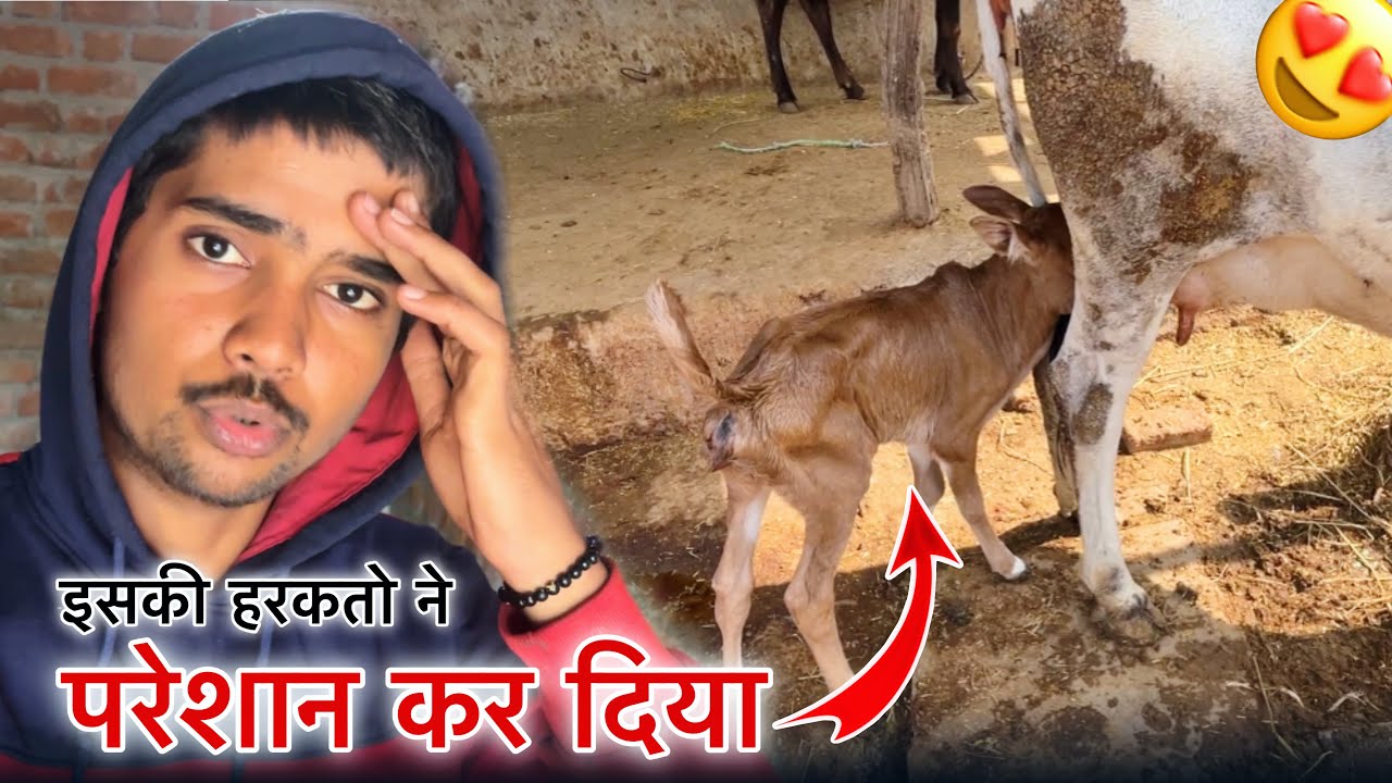 इसकी हरकतों ने परेशान 😥 कर दिया मेरी बिट्टी ने 😍