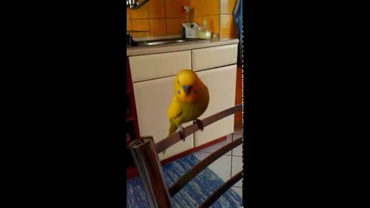 Kikinko a jeho monológ