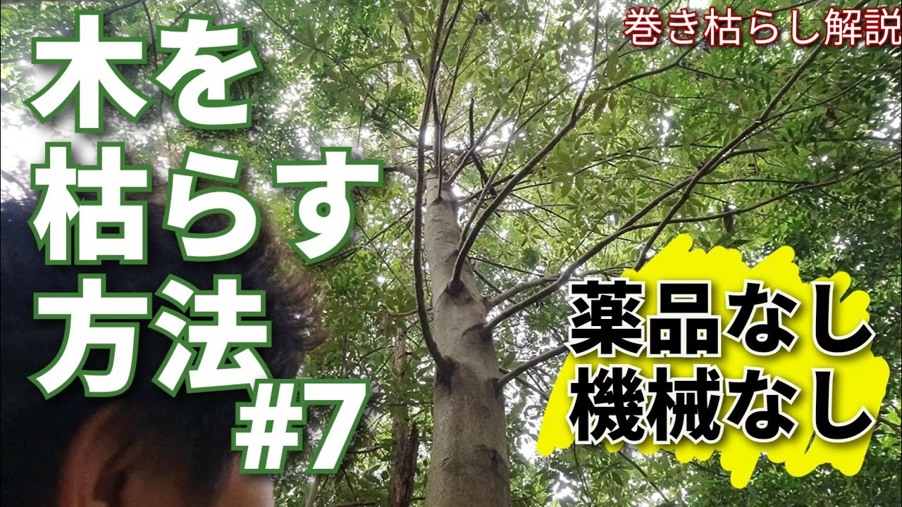 全ての木を枯らせる方法（軽作業、除草剤なし、低コスト）　山地酪農珠の牧