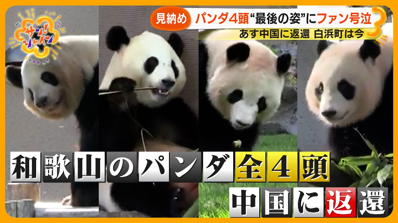 【見納め】和歌山パンダ４頭 “最後の姿” にファン大行列 あす中国に返還 パンダ不在白浜町どうなる？【サン！シャインニュース】