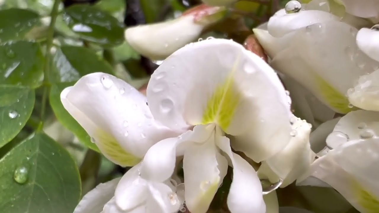 Die Blüten der Robinie / Scheinakazie - Duftexplosion