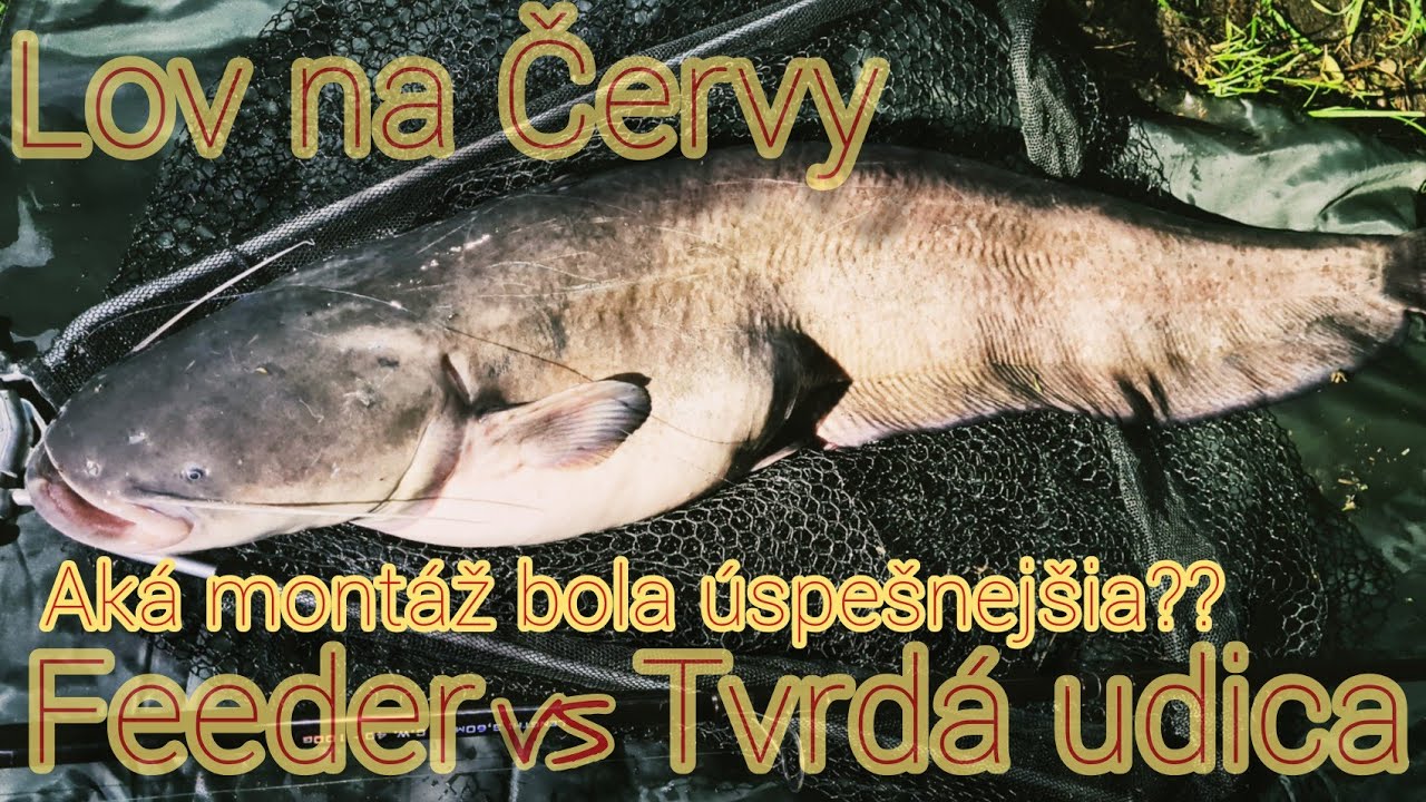 Lov na Daždovky/Lov na Kanadské Červy/Lov na Rosnaky/Varenie v prírode/#riverfishing