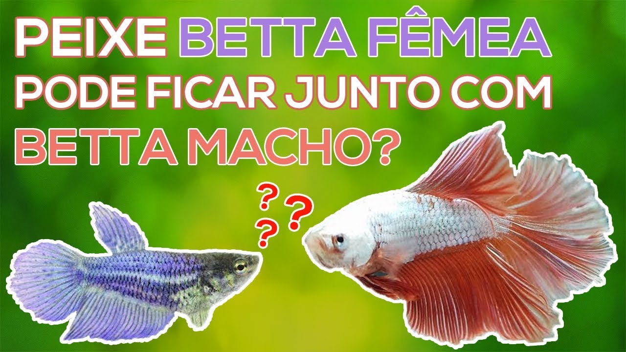 PEIXE BETTA FÊMEA JUNTO COM MACHO! ( RESULTADOS) 🐟🤔