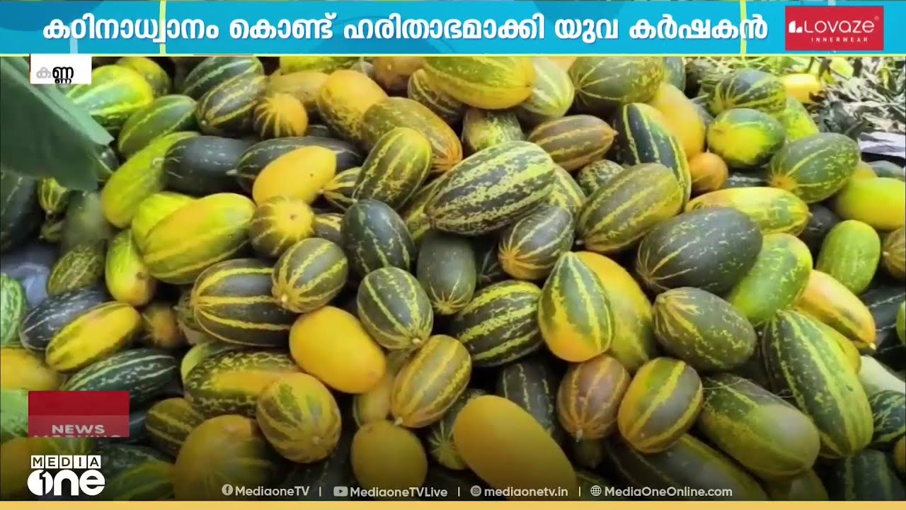 പാറപ്പുറത്തും പൊന്നുവിളയിച്ച് പ്രദീഷ്; കണ്ണൂരിലെ യുവകർഷകന് കൃഷിയിൽ നൂറുമേനി വിജയം