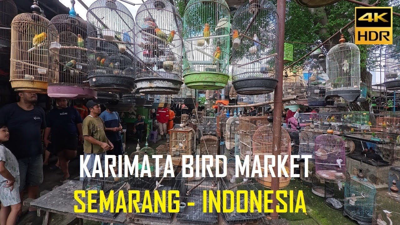 4K~ Karimata Bird Market, Semarang - INDONESIA 🇮🇩 | Sunday Morning | July 2025