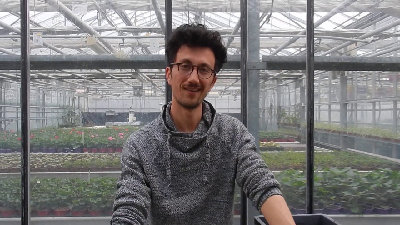Greffage des tomates Partie 1