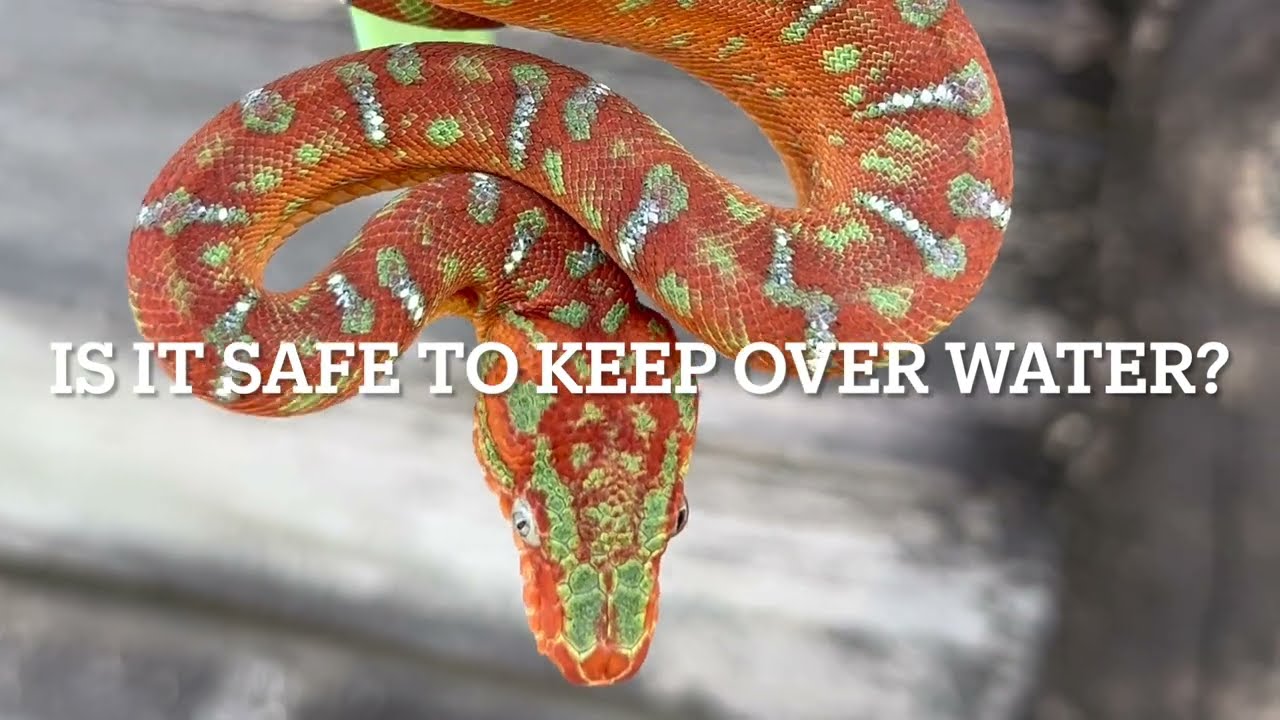 Is It Safe To Keep My Baby Emerald Tree Boa Or Green Tree Python Over Water?