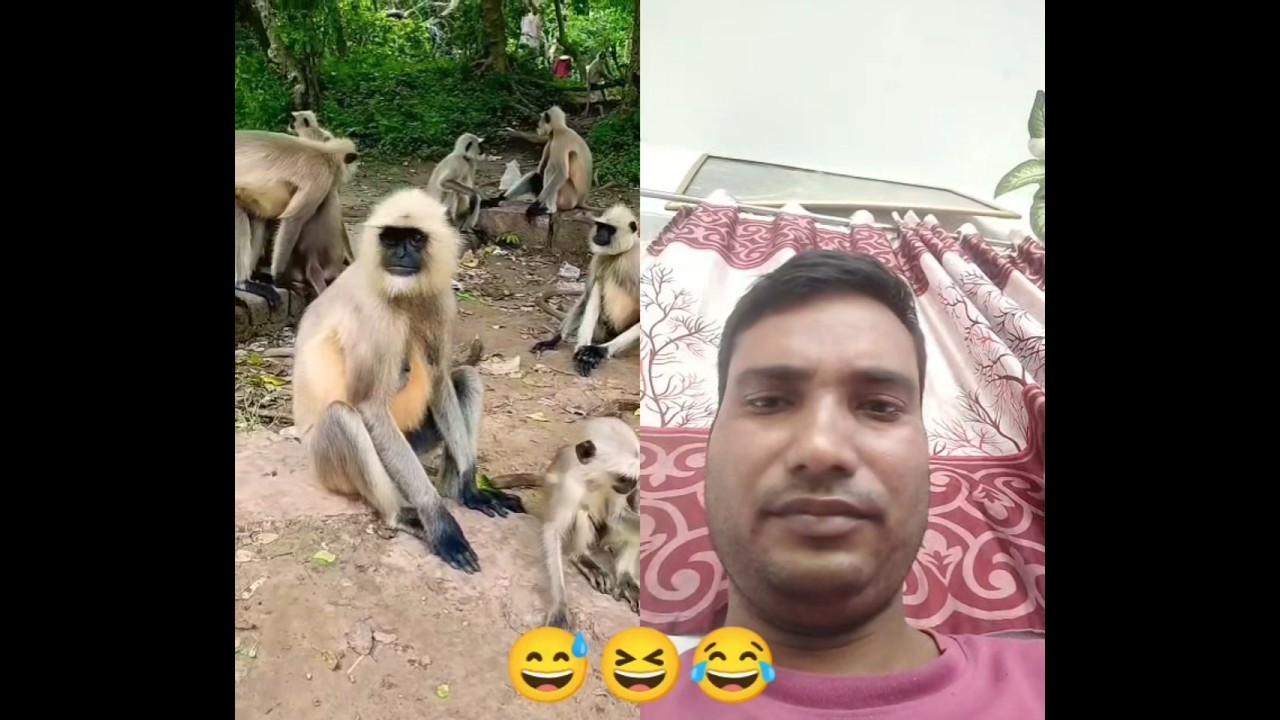 monkey ka barat😂😆 #monkey #funny #bajranj #youtube #video