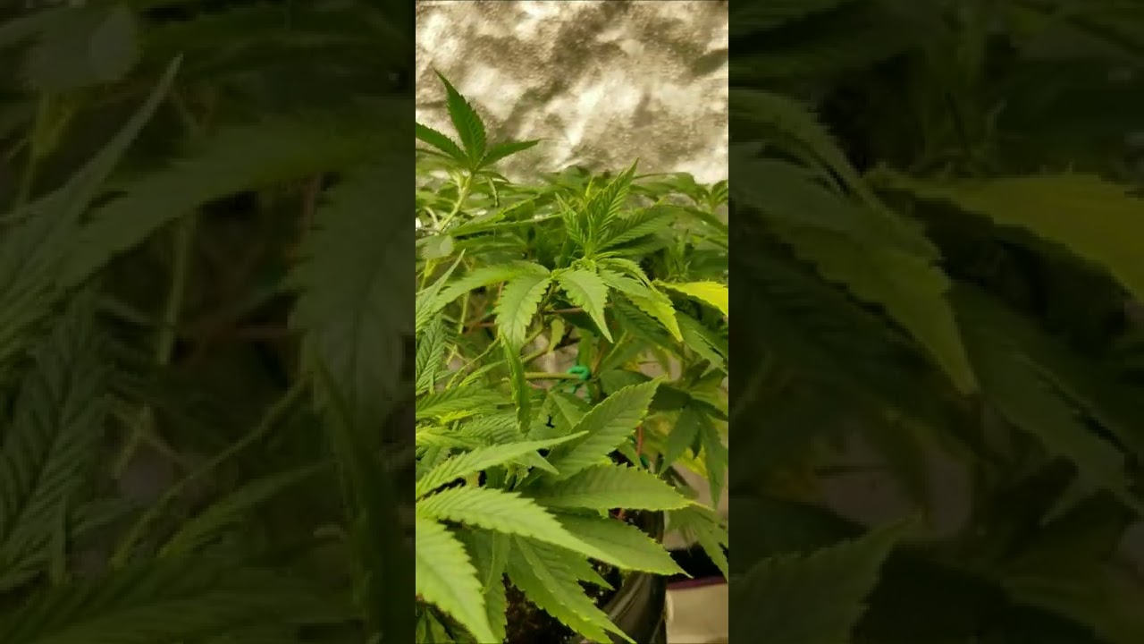 Happy 420! Black Cherry Punch Cannabis in Veg