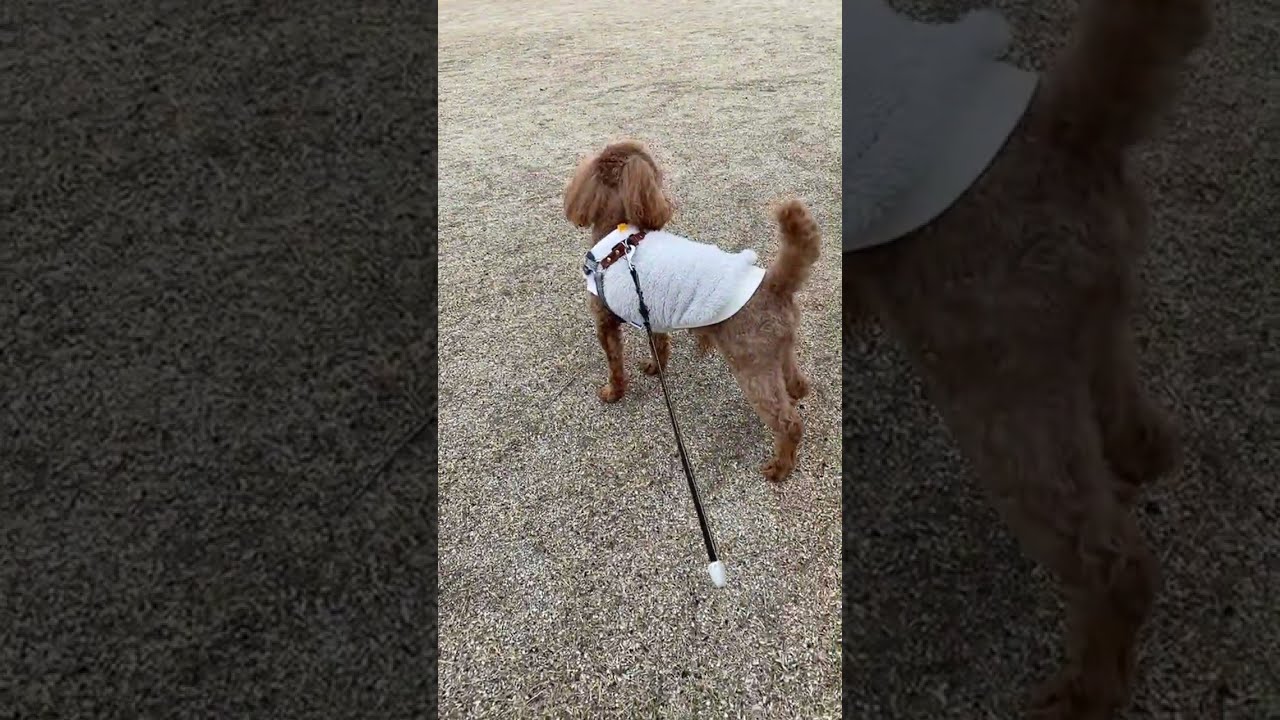 公園散歩🐶ライブ配信中！